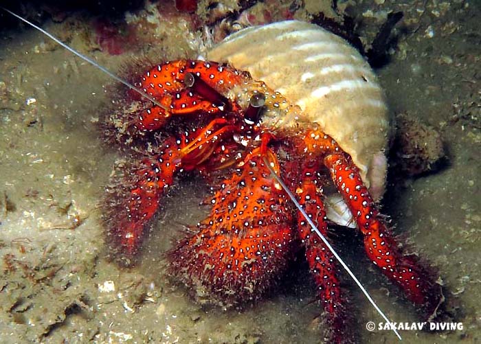 Night dive in Madagascar